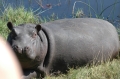 Baby hippo is awake now